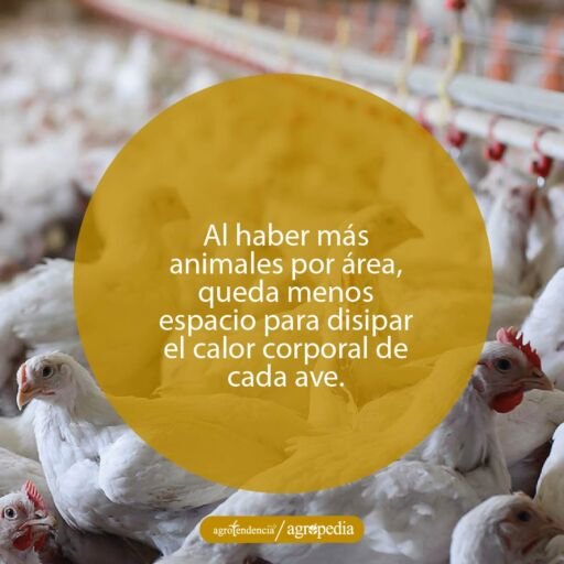 Pollos agrupados por bajas temperaturas. Agropedia