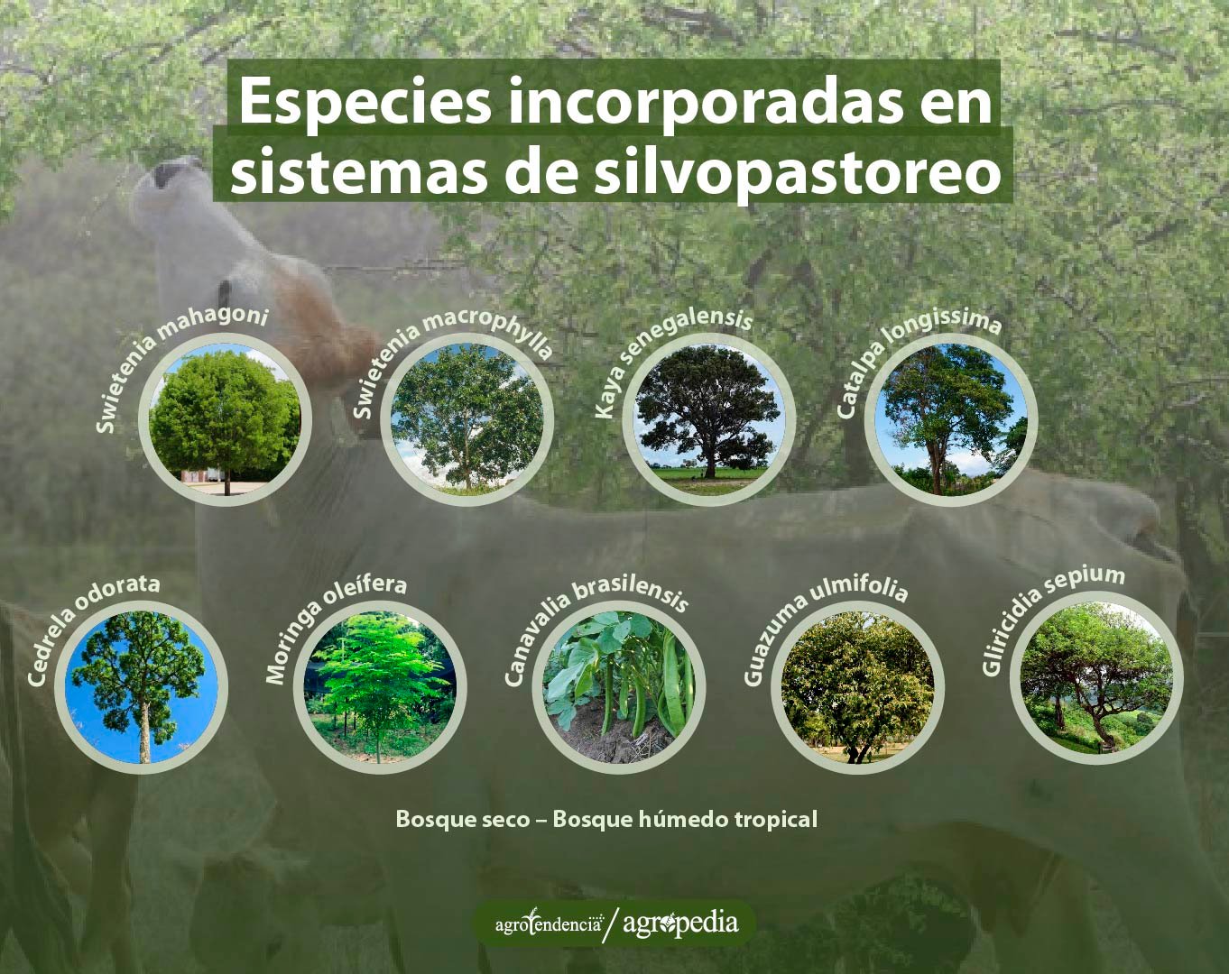 Diferentes plantas presentes en los sistema silvopastoril. Agropedia