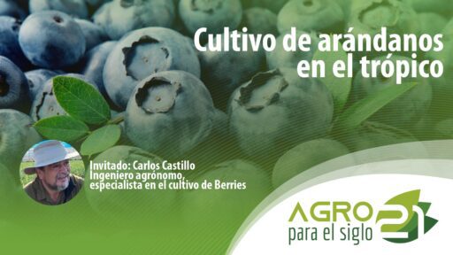 Cultivo de arándanos en el trópico