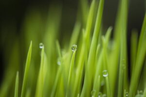 forraje verde hidropónico - cambio climático