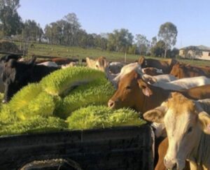 forraje verde hidropónico - cambio climático