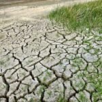 forraje verde hidropónico - cambio climático