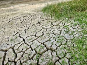 forraje verde hidropónico - cambio climático