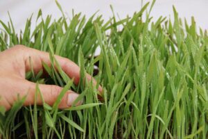 forraje verde hidropónico - cambio climático