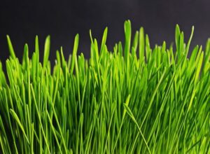 forraje verde hidropónico - cambio climático