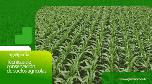 Técnicas de conservación de suelos agrícolas