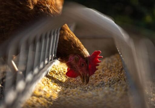 Una gallina comiendo alimento, Agropedia