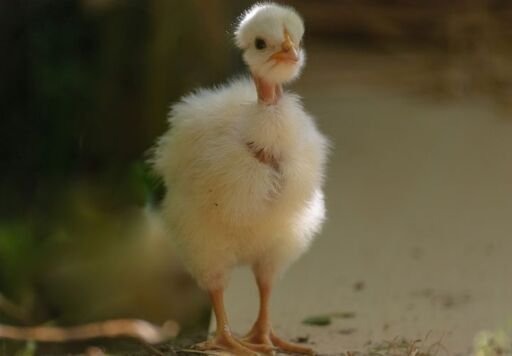 Un pollito bebe, Agropedia
