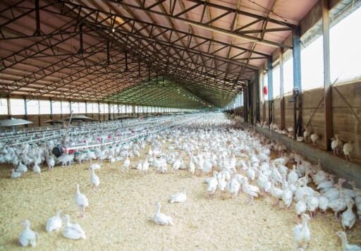 Galpón con ventilación natural para el control de la temperatura de aves