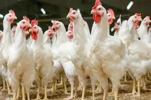 Pollos de engorde: crianza y control de temperatura