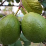 guayaba - cultivo de guayaba