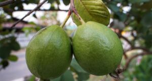 guayaba - cultivo de guayaba