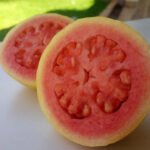 guayaba - cultivo de guayaba