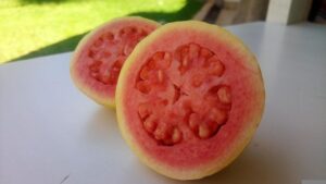 guayaba - cultivo de guayaba