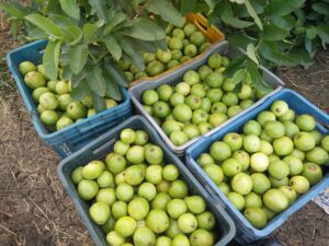 guayaba - cultivo de guayaba