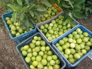 guayaba - cultivo de guayaba