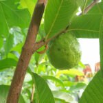 guayaba - cultivo de guayaba