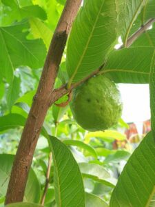guayaba - cultivo de guayaba
