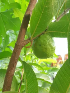 guayaba - cultivo de guayaba