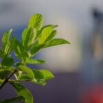 guayaba - cultivo de guayaba