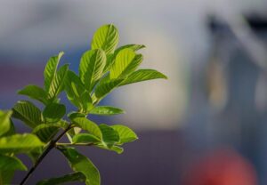guayaba - cultivo de guayaba