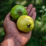 guayaba - cultivo de guayaba