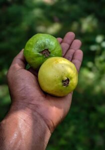 guayaba - cultivo de guayaba