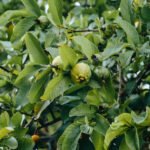 guayaba - cultivo de guayaba