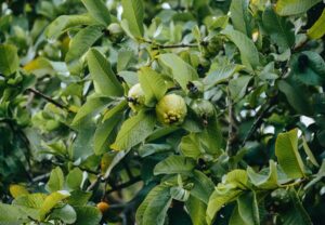 guayaba - cultivo de guayaba