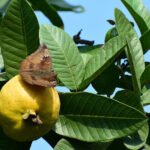 guayaba - cultivo de guayaba