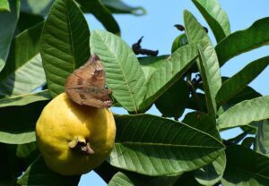 guayaba - cultivo de guayaba