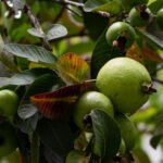 guayaba - cultivo de guayaba