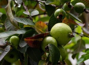 guayaba - cultivo de guayaba