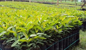 guayaba - cultivo de guayaba