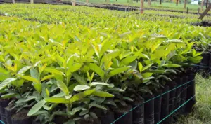 guayaba - cultivo de guayaba