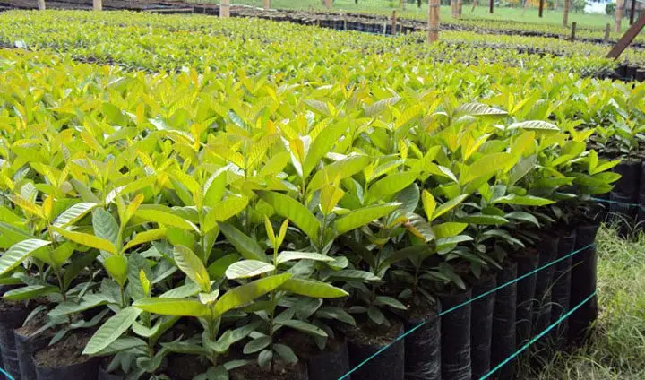 Plántulas. Agropedia