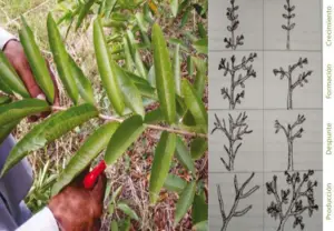 guayaba - cultivo de guayaba