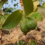 guayaba - cultivo de guayaba