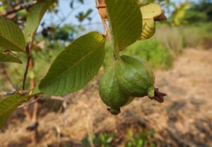guayaba - cultivo de guayaba