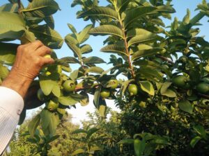 guayaba - cultivo de guayaba