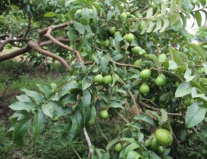 guayaba - cultivo de guayaba