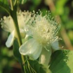 guayaba - cultivo de guayaba