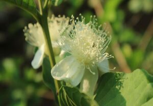 guayaba - cultivo de guayaba