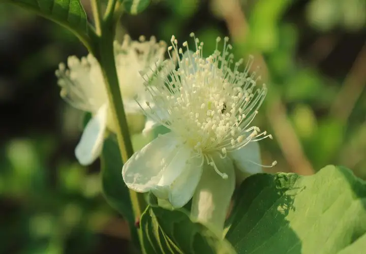 Flores. Agropedia