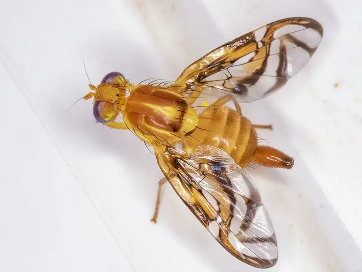 Mosca de la fruta. Agropedia
