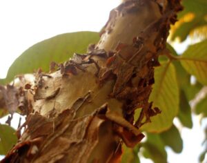guayaba - cultivo de guayaba