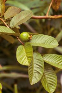 guayaba - cultivo de guayaba