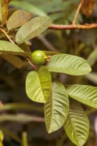 guayaba - cultivo de guayaba