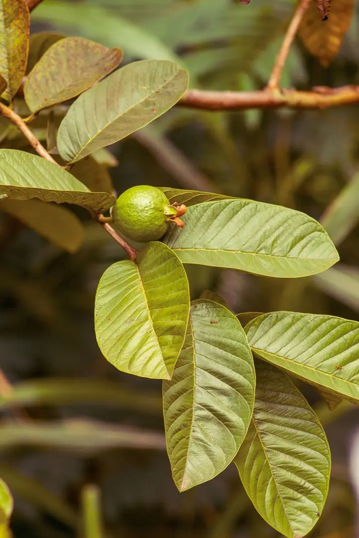 Hojas de guayaba. Agropedia