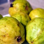 guayaba - cultivo de guayaba